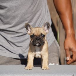 French Bulldog puppies from Lake View Kennels
