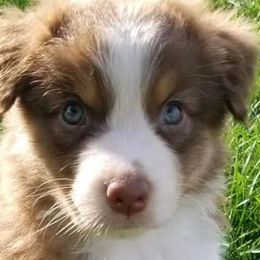 Australian Shepherds from Jodie's Australian Shepherds