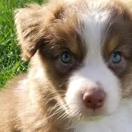 Australian Shepherds from Jodie's Australian Shepherds