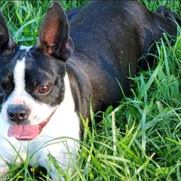 Da Hippo - Boston Terrier