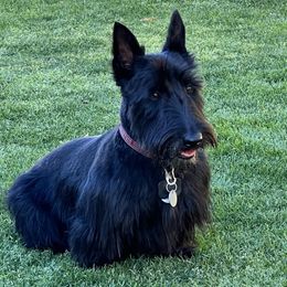 Tessa  - Scottish Terrier