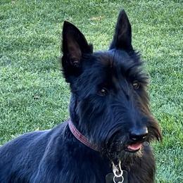 Tessa  - Scottish Terrier