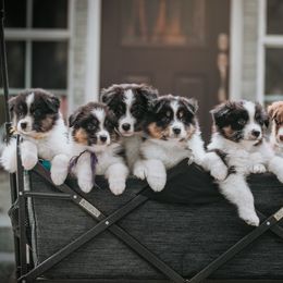 Australian Shepherd, Mastiff, and Miniature American Shepherd Puppies from Ashber Farm