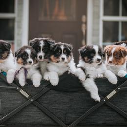 Australian Shepherd, Mastiff, and Miniature American Shepherd Puppies from Ashber Farm
