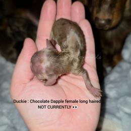 Duckie - Dapple female Dachshund puppy in Quitman, Mississippi from S-and-A Kennels