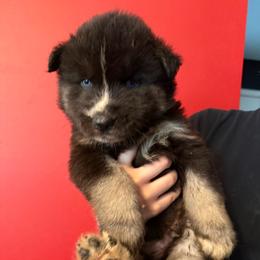 Harlan tan collar - Black and white male Siberian Husky puppy in West Paducah, Kentucky from White Wolf LLC