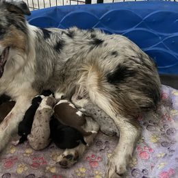 Indigo - Australian Shepherd