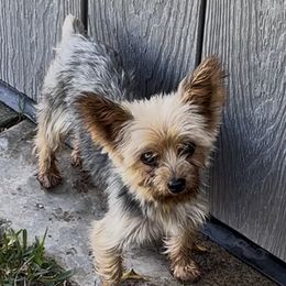 Coco - Yorkshire Terrier