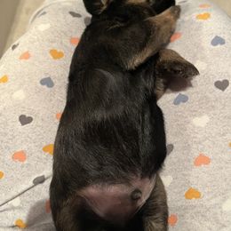 Border Terrier Puppies from Devonwood Border Terriers