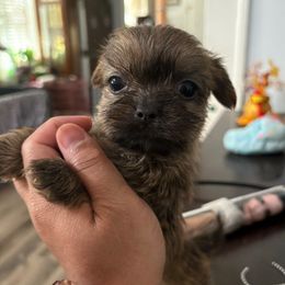 Female KRINGKLE - Brindle female Shorkie puppy in Albemarle, North Carolina from Wilson Kennel