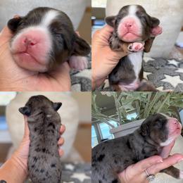 Iron man - Merle male Bernedoodle puppy in Yuciapa, California from AlltheDoodlez_