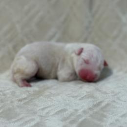 Boy 2 - White male Bull Terrier puppy in Texas from The Bull Terrier Breeder