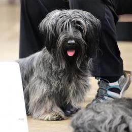 Sammy - Skye Terrier