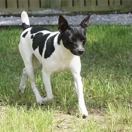 Ripley - Rat Terrier