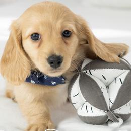 Suede - Cream male Dachshund puppy in Laurel, Maryland from Dainty Cream Doxies