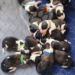 Saint Bernard Puppies from Holtz Family Saints