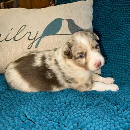 Candy - Red merle female Australian Shepherd puppy in Piedmont, Oklahoma from HeartDriven Aussies