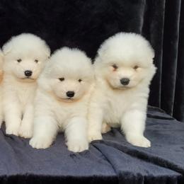 Samoyed Puppies from Limelight Samoyeds