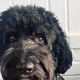 Pepper - Bernedoodle