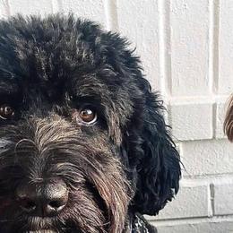 Pepper - Bernedoodle