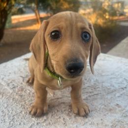 Green Boy - Cream male Dachshund puppy in Buckeye, Arizona from AZ Dachshund Proud