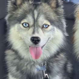 Niya - Pomsky