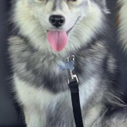 Niya - Pomsky