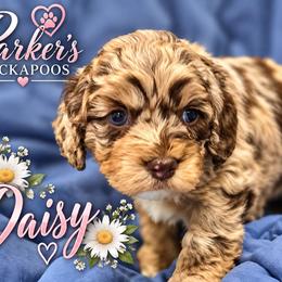 Daisy - Merle female Cockapoo puppy in Perry, Arkansas from Parker's Cockapoos