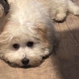 PARKER - White male Coton de Tulear puppy in Freeport, Texas from H❤️PE COTONS