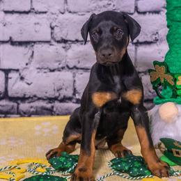 Peanut - Black and rust female Doberman Pinscher puppy in Shelby, North Carolina from IronBee Dobermans