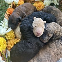 Goldendoodle Puppies from David's Doodles