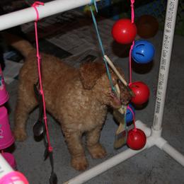 Goldendoodle Puppies from Pampered Paws Pet Massage / Jaynie's Pack of Doodles