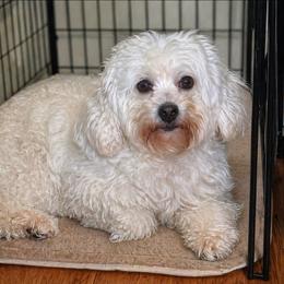 Jewel - Cockapoo