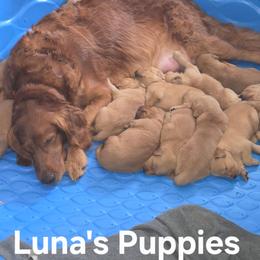 Boy 5 - Dark golden male Golden Retriever puppy in Forest Lake, Minnesota from Northern Lights Goldens