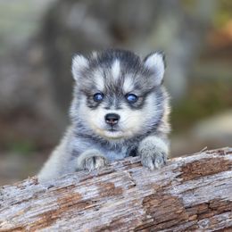 Harmonia - Wolf sable female Pomsky puppy in Moultonborough, New Hampshire from Foxfire Arctic Spitz