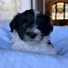 Havanese Puppies from Cralyn's