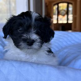 Havanese Puppies from Cralyn's
