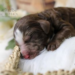 Yellow collar - Merle male Goldendoodle puppy in Plattsburgh, New York from Adirondack Poodles Goldendoodles,Bernedoodles & Schnoodles
