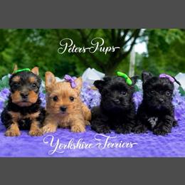 Huckleberry - Black and tan male Yorkshire Terrier puppy in Hertford, North Carolina from Peters Pups AKC Yorkshire Terriers