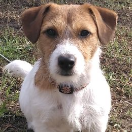 Russell Terriers from BrandedJacks