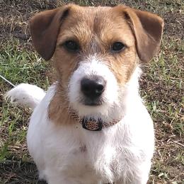 Russell Terriers from BrandedJacks