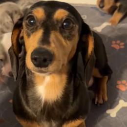 Dachshunds and French Bulldogs from Seven Hills Arkansas