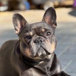 Loa - French Bulldog