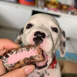 Strawberry - White and black female Dalmatian puppy in Miami, Florida from Soflo Dalmatians