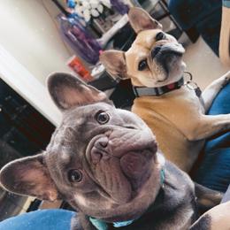 French Bulldog puppies from Emotional Support Babies