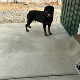Rottweiler puppies from Von Hause Hushon Rottweilers