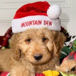 Mt Dew - Red  male Goldendoodle puppy in Beecher, Illinois from Erica’s Doodles