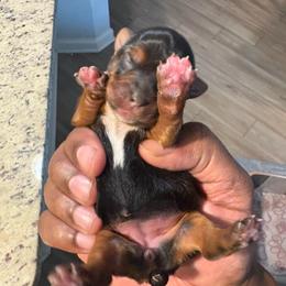 Girl 2 - female Yorkshire Terrier puppy in Jacksonville, Florida from Lake Shore Yorkies