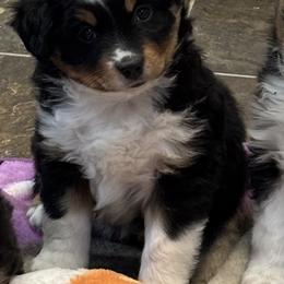 Black Tri Female number 2 - Black tri female Miniature American Shepherd puppy in Cowlitz County, Washington from Pleasant Woods Miniature American Shepherds