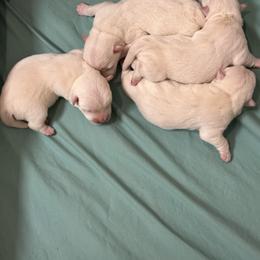 Lola - White female West Highland White Terrier puppy in Scurry, Texas from Karen Williams's West Highland White Terriers